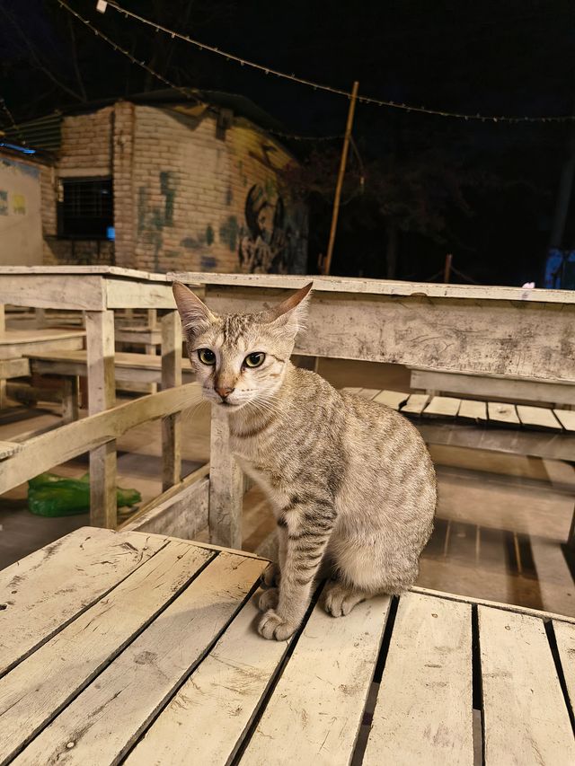 坐在木桌上的虎斑猫